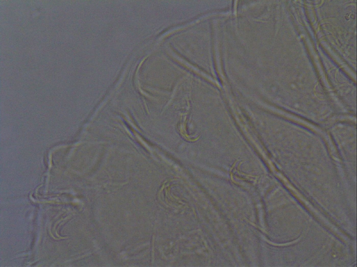 Echiniscus aliquantillus image
