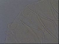 Echiniscus aliquantillus image