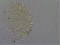 Echiniscus aliquantillus image