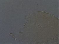 Echiniscus aliquantillus image