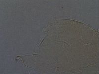 Echiniscus aliquantillus image