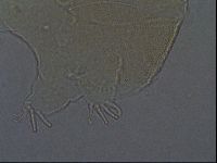 Echiniscus aliquantillus image