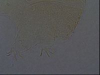 Echiniscus aliquantillus image