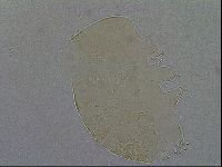 Echiniscus aliquantillus image