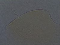 Echiniscus aliquantillus image