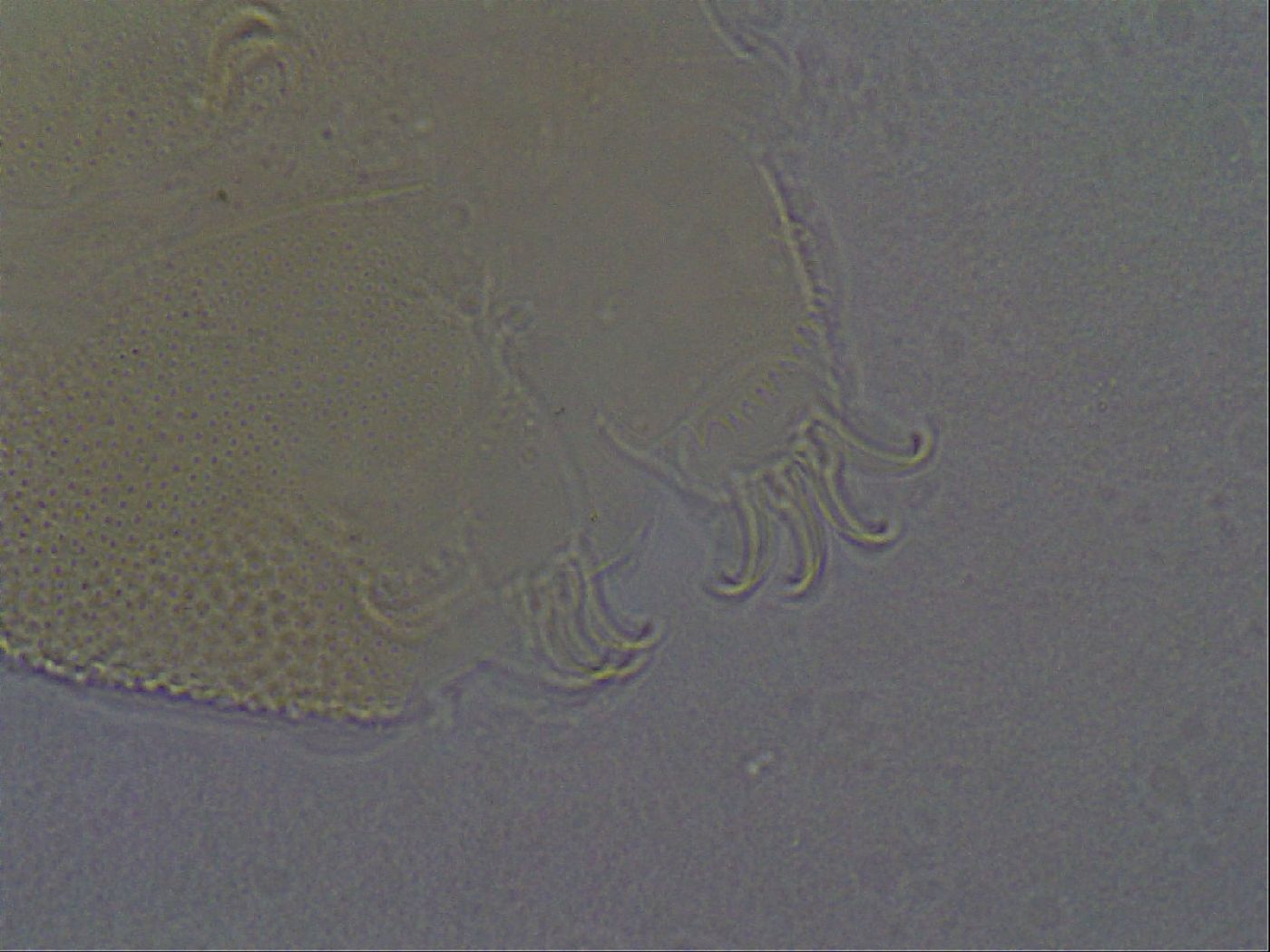 Echiniscus aliquantillus image