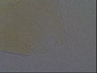 Echiniscus aliquantillus image
