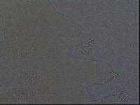 Echiniscus aliquantillus image