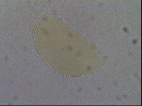 Echiniscus aliquantillus image