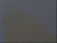 Echiniscus aliquantillus image