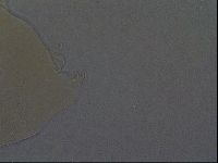 Echiniscus aliquantillus image