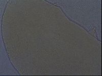 Echiniscus aliquantillus image