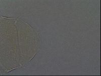 Echiniscus aliquantillus image