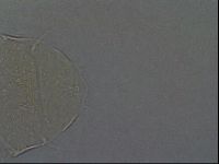 Echiniscus aliquantillus image