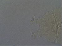 Echiniscus aliquantillus image