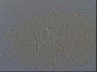 Echiniscus aliquantillus image