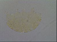 Echiniscus aliquantillus image