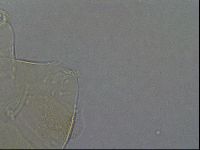 Echiniscus aliquantillus image