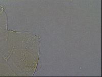 Echiniscus aliquantillus image