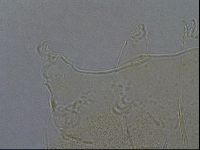 Echiniscus aliquantillus image