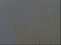 Echiniscus aliquantillus image