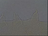 Echiniscus aliquantillus image
