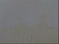 Echiniscus aliquantillus image