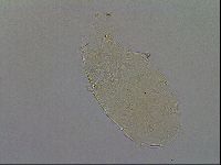 Echiniscus aliquantillus image