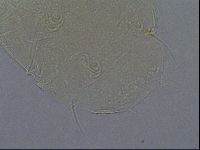 Echiniscus aliquantillus image