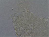 Echiniscus aliquantillus image