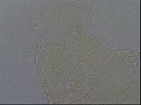 Echiniscus aliquantillus image