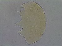 Echiniscus aliquantillus image