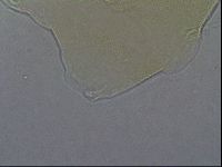 Echiniscus aliquantillus image