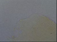 Echiniscus aliquantillus image