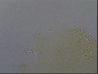 Echiniscus aliquantillus image