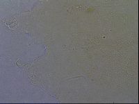 Echiniscus aliquantillus image