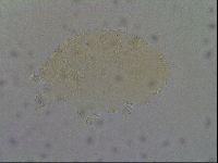 Echiniscus aliquantillus image