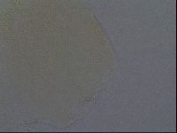 Echiniscus aliquantillus image