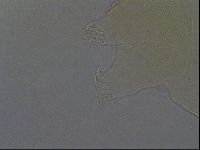 Echiniscus aliquantillus image