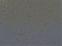 Echiniscus aliquantillus image