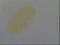 Echiniscus aliquantillus image