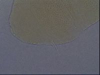 Echiniscus aliquantillus image