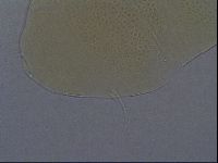 Echiniscus aliquantillus image