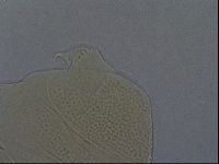 Echiniscus aliquantillus image