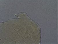 Echiniscus aliquantillus image