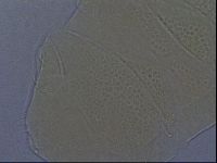 Echiniscus aliquantillus image