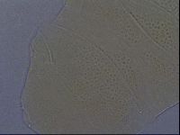Echiniscus aliquantillus image