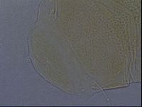 Echiniscus aliquantillus image