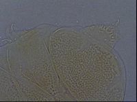 Echiniscus aliquantillus image