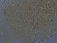 Echiniscus aliquantillus image